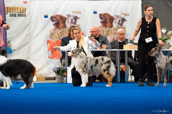For Pets Cup – MLADÝ PES