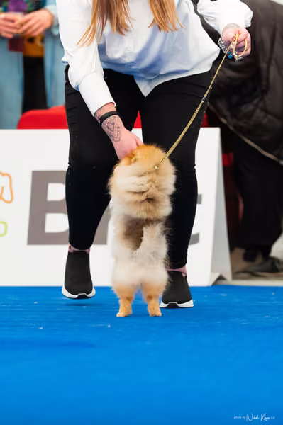 For Pets Cup – MLADÝ PES