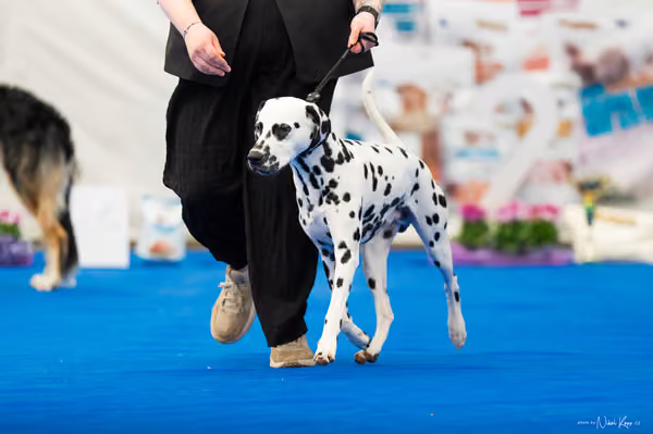 For Pets Cup – MLADÝ PES