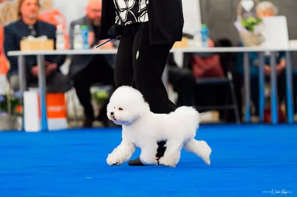 For Pets Cup – MLADÝ PES