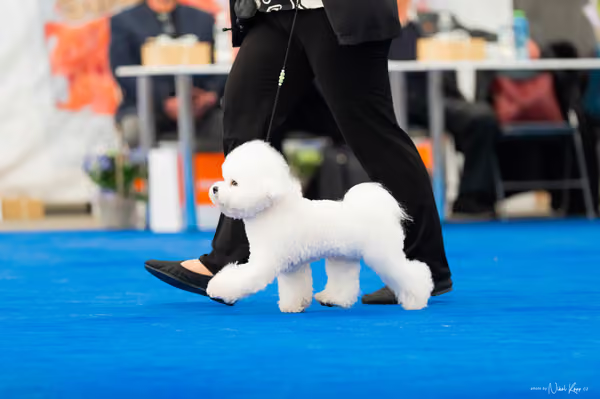 For Pets Cup – MLADÝ PES