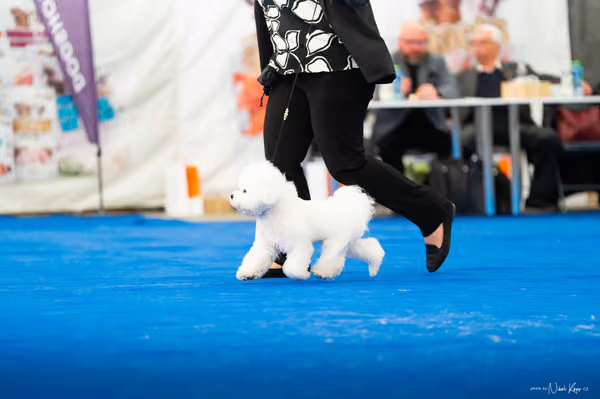 For Pets Cup – MLADÝ PES