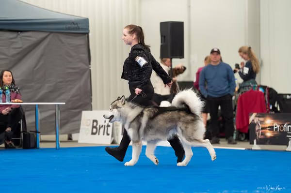 For Pets Cup — DSC03424