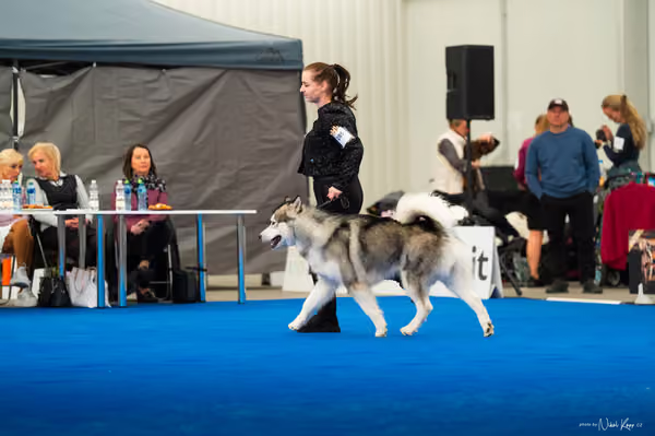 For Pets Cup — DSC03426