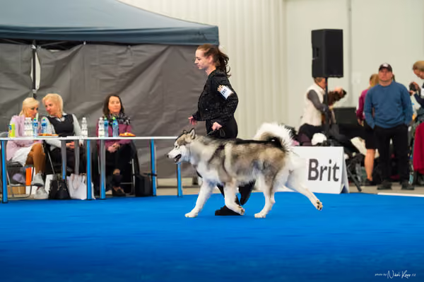 For Pets Cup — DSC03427