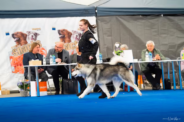 For Pets Cup — DSC03431