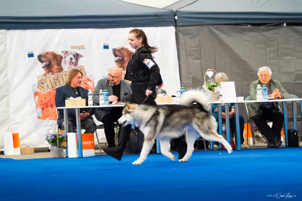 For Pets Cup — DSC03432