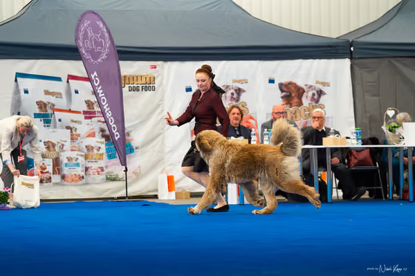 For Pets Cup — DSC03435