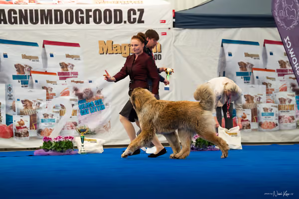 For Pets Cup — DSC03438