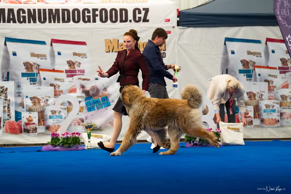 For Pets Cup — DSC03439