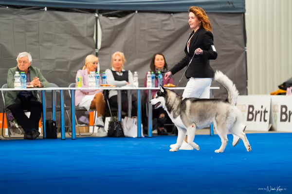 For Pets Cup — DSC03458