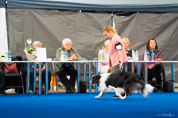 For Pets Cup — DSC03465