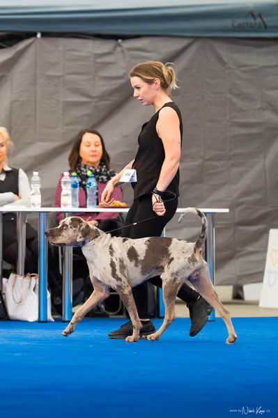 For Pets Cup — DSC03474