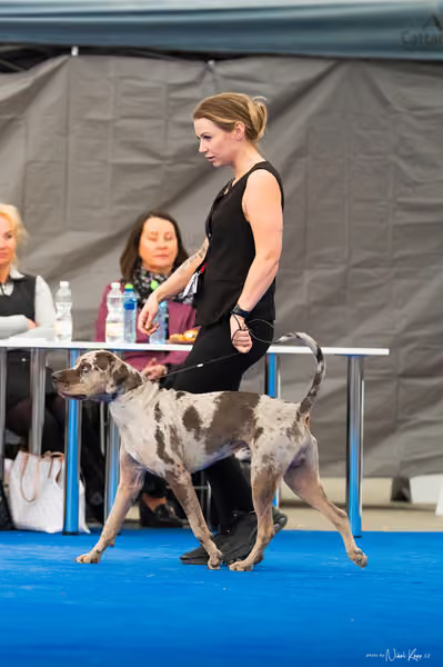 For Pets Cup — DSC03475