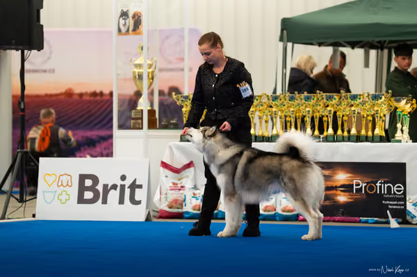 For Pets Cup — DSC03480