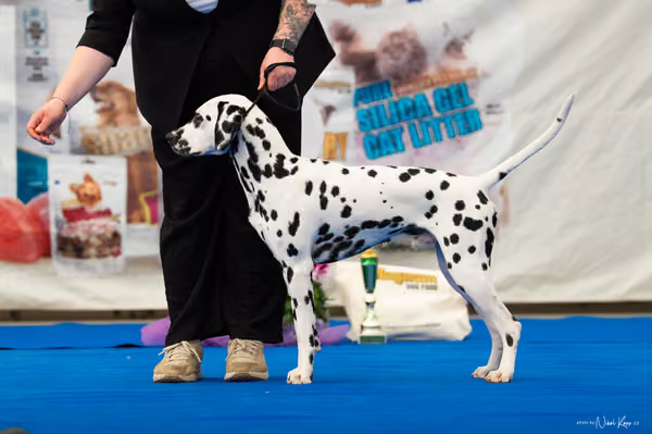 For Pets Cup — DSC03484