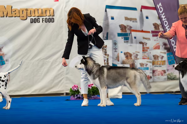 For Pets Cup — DSC03486