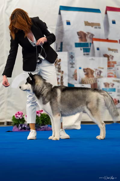 For Pets Cup — DSC03487