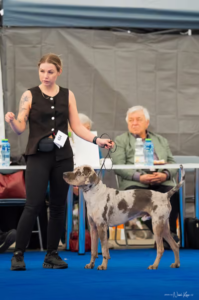 For Pets Cup – MLADÝ PES