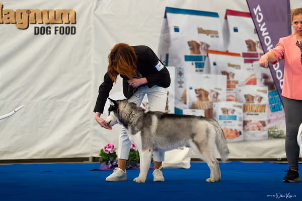 For Pets Cup – MLADÝ PES