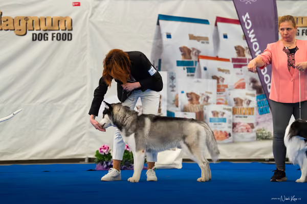 For Pets Cup – MLADÝ PES
