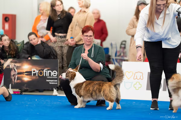 For Pets Cup – MLADÝ PES