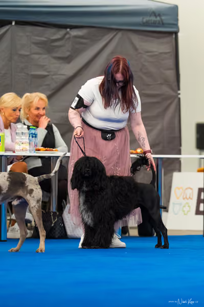 For Pets Cup – MLADÝ PES