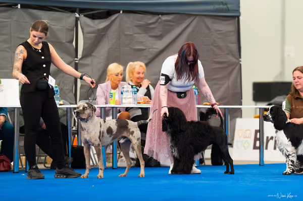 For Pets Cup – MLADÝ PES