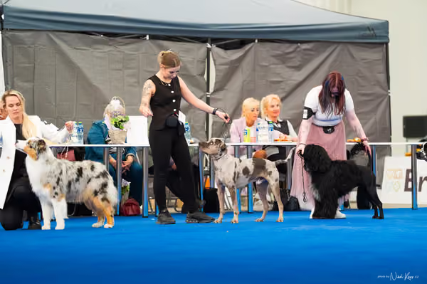 For Pets Cup – MLADÝ PES