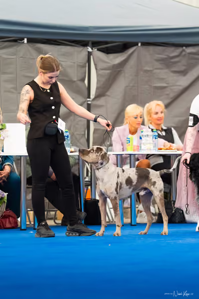 For Pets Cup – MLADÝ PES
