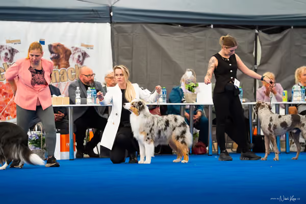 For Pets Cup – MLADÝ PES