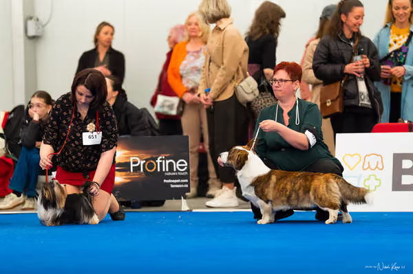 For Pets Cup – MLADÝ PES