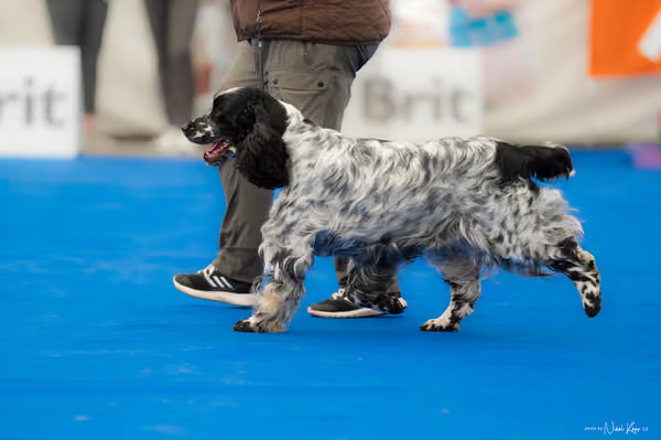 For Pets Cup – Veterán