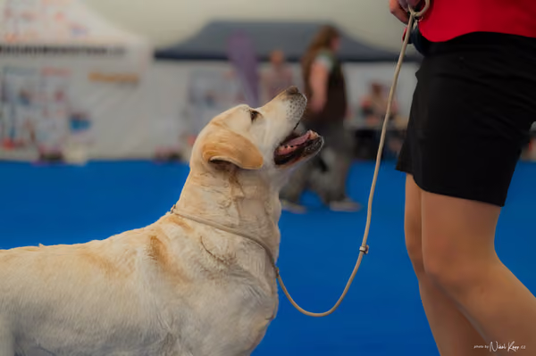 For Pets Cup – Veterán