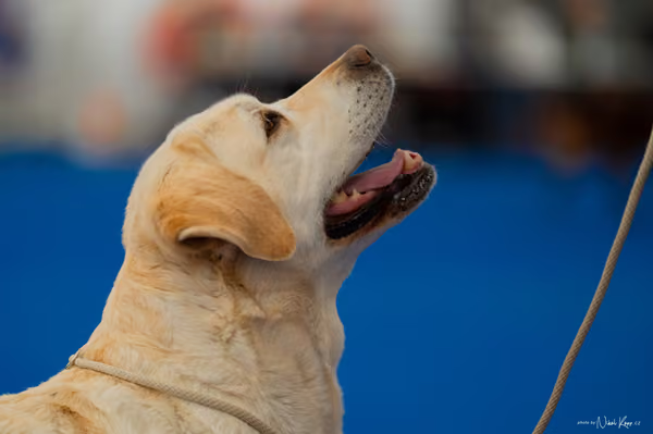 For Pets Cup – Veterán
