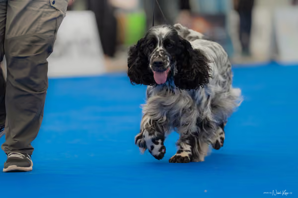 For Pets Cup – Veterán