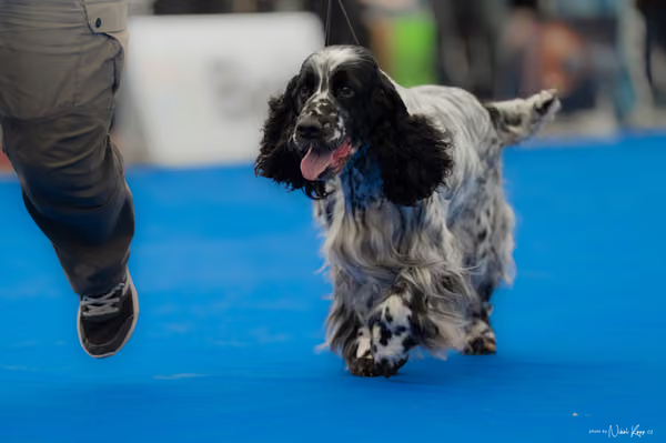 For Pets Cup – Veterán