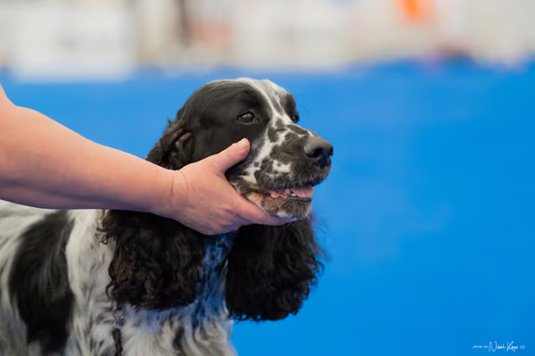 For Pets Cup – Veterán