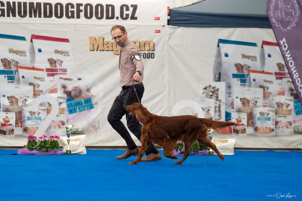 For Pets Cup – Veterán