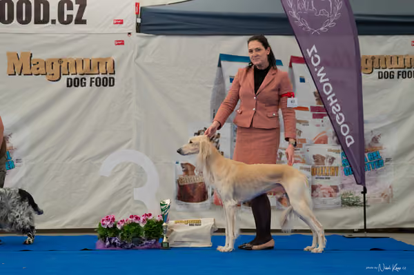 For Pets Cup – Veterán