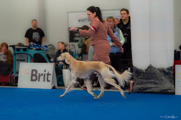 For Pets Cup — DSC02829