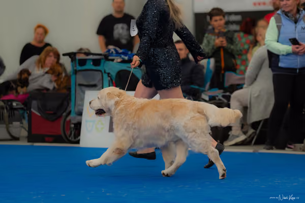For Pets Cup — DSC02844