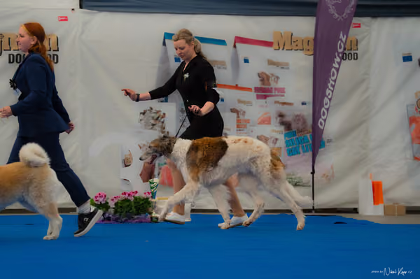 For Pets Cup — DSC02861