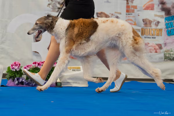 For Pets Cup — DSC02862
