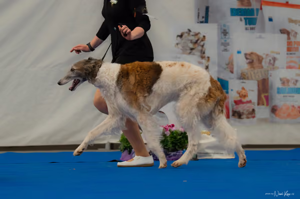 For Pets Cup — DSC02865