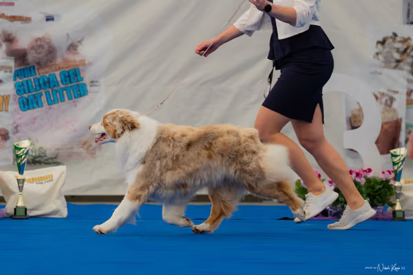 For Pets Cup — DSC02874