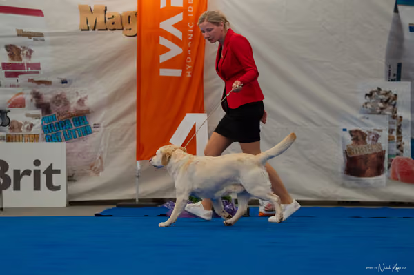 For Pets Cup — DSC02876