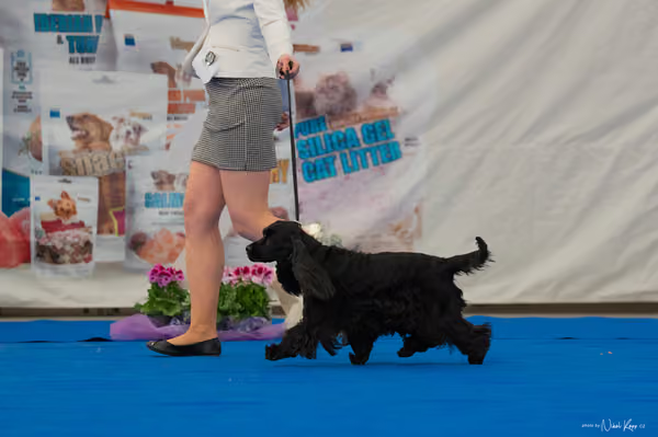 For Pets Cup — DSC02894