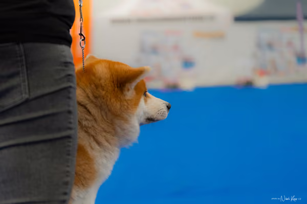 For Pets Cup – Veterán