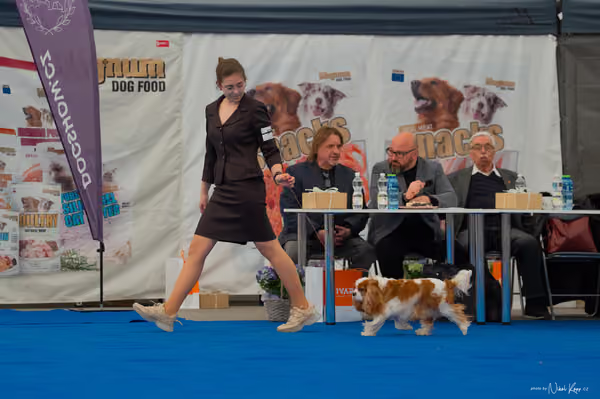 For Pets Cup – Veterán